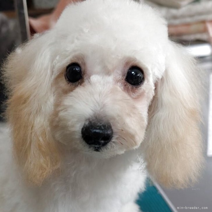 H.N 様のお迎えした子犬