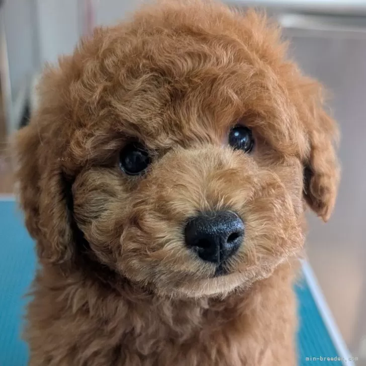 ID：2503-07808の子犬