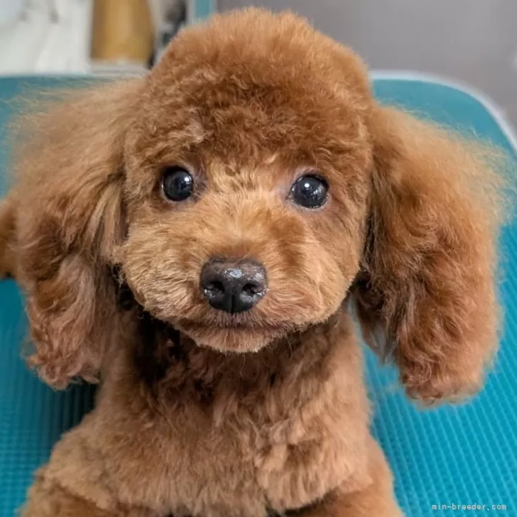 N.S 様のお迎えした子犬