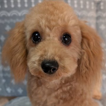 トイプードル(トイ)【埼玉県・男の子・2025年4月6日・アプリコット】の写真「すばしっこい可愛い男の子🎗️去勢済✅️」