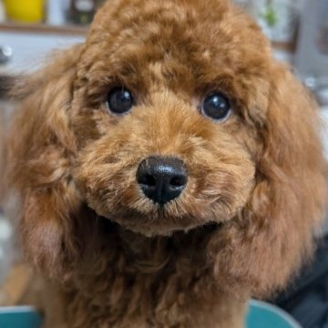 トイプードル(トイ)【埼玉県・女の子・2024年5月9日・レッド】の写真「マイペースで落ち着いた性格の女の子🎀」