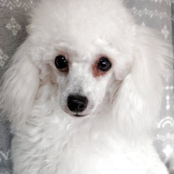 トイプードル(タイニー)【埼玉県・男の子・2025年1月23日・ホワイト】の写真「去勢済✅️仕草と体型がとっても可愛い男の子🎗️」