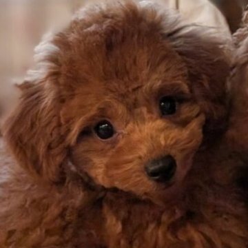 トイプードル(トイ)【埼玉県・女の子・2025年8月23日・レッド】の写真「胸の白毛がチャームポイントの可愛いお顔の女の子🎀」