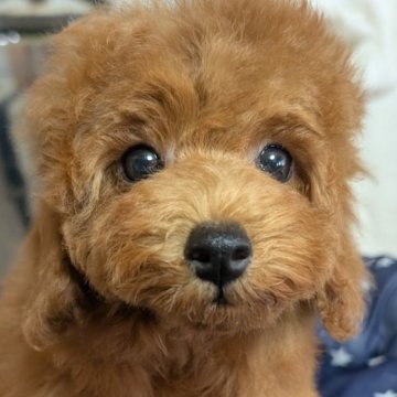 トイプードル(トイ)【埼玉県・女の子・2025年7月30日・レッド】の写真「可愛い女の子🎀」