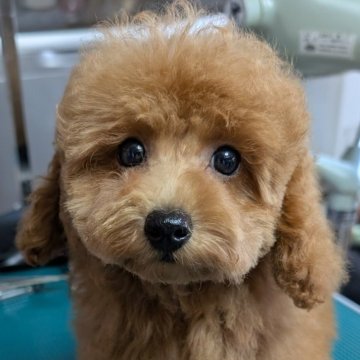 トイプードル(トイ)【埼玉県・男の子・2025年4月14日・レッド】の写真「可愛いお顔のイケメン男の子🎗️」