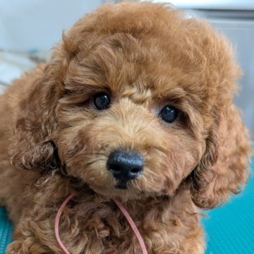 トイプードル(トイ)【埼玉県・女の子・2025年7月7日・レッド】の写真「お顔可愛い〜待望のBIGなデカプー女の子🎀にこ」