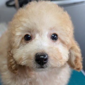 トイプードル(トイ)【埼玉県・女の子・2025年2月3日・クリーム】の写真「ちょっと大きめ可愛い女の子🎀」