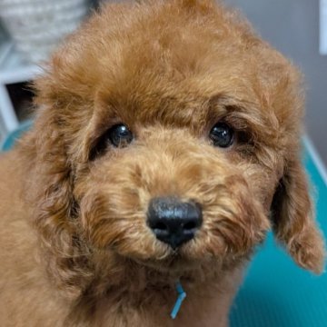 トイプードル(トイ)【埼玉県・男の子・2025年7月30日・レッド】の写真「お散歩デビュー🆗でかプー男の子🎗️」