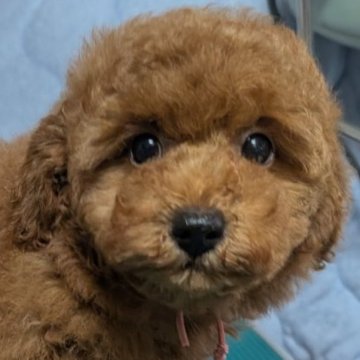 トイプードル(トイ)【埼玉県・女の子・2025年4月14日・レッド】の写真「がっちりむっちり大きな女の子🎀」