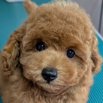 トイプードル(トイ)【埼玉県・女の子・2025年4月30日・レッド】の写真「可愛いお顔のちょっと大きめ女の子🎀」
