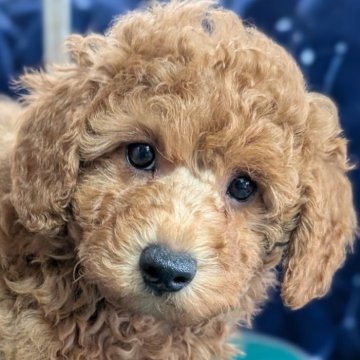 トイプードル(トイ)【埼玉県・男の子・2026年3月2日・アプリコット】の写真「デカプー確定大きな大きな男の子🎗️」