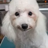 タイニープードル