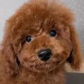 トイプードル(トイ)