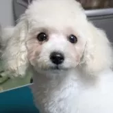 タイニープードル