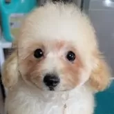 タイニープードル