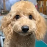 トイプードル(トイ)