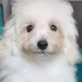 タイニープードル