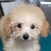タイニープードル