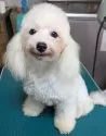 タイニープードル【埼玉県・男の子・2025年1月23日・ホワイト】の写真5