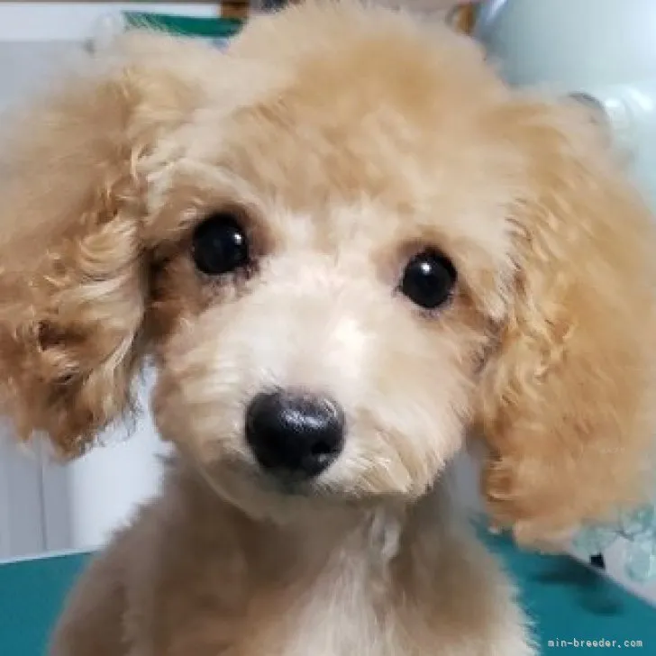ID：2308-01640の子犬
