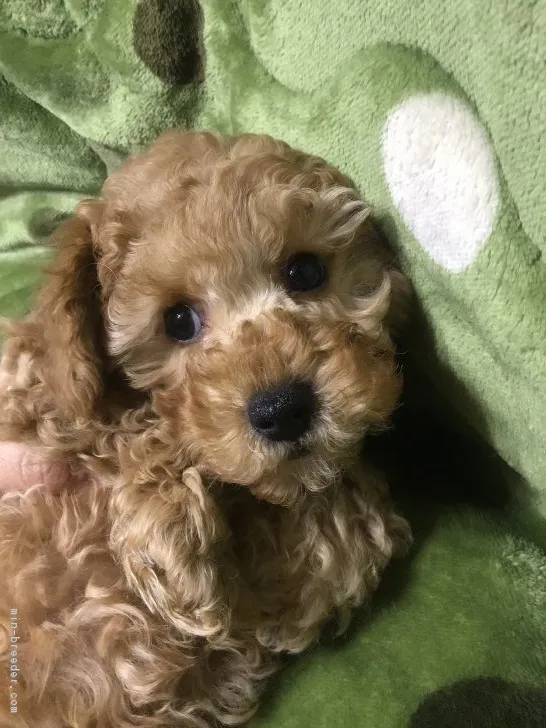 ID：1901-01155の子犬