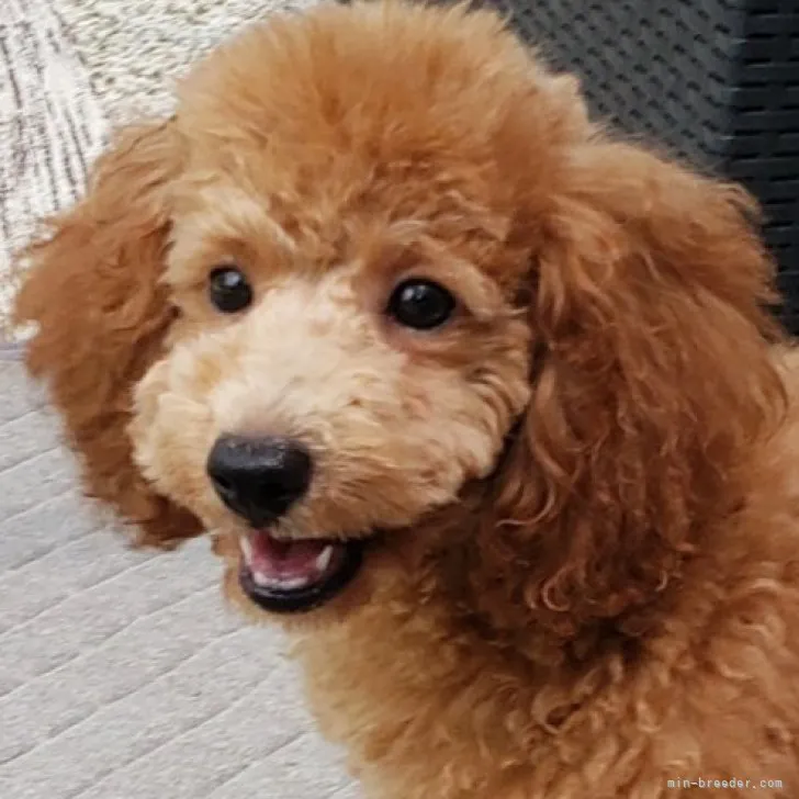 M 様のお迎えした子犬