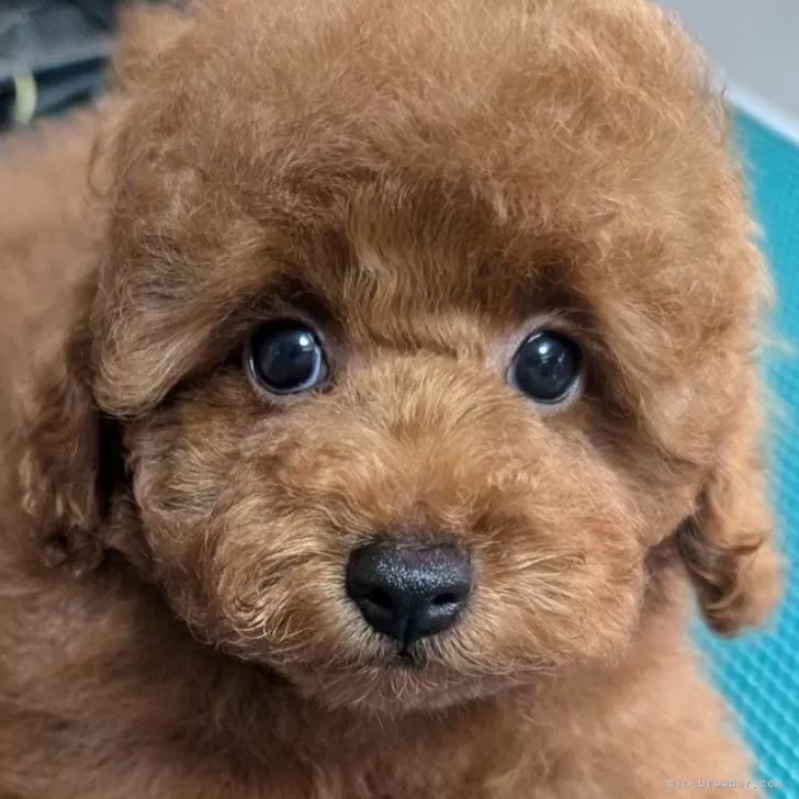 ID：2406-04440の子犬