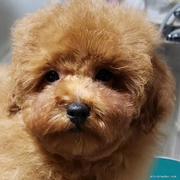 ID:2311-01336の子犬