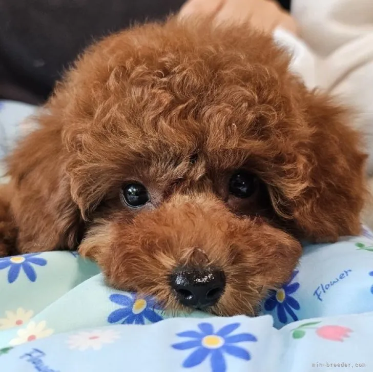 T.Y 様のお迎えした子犬