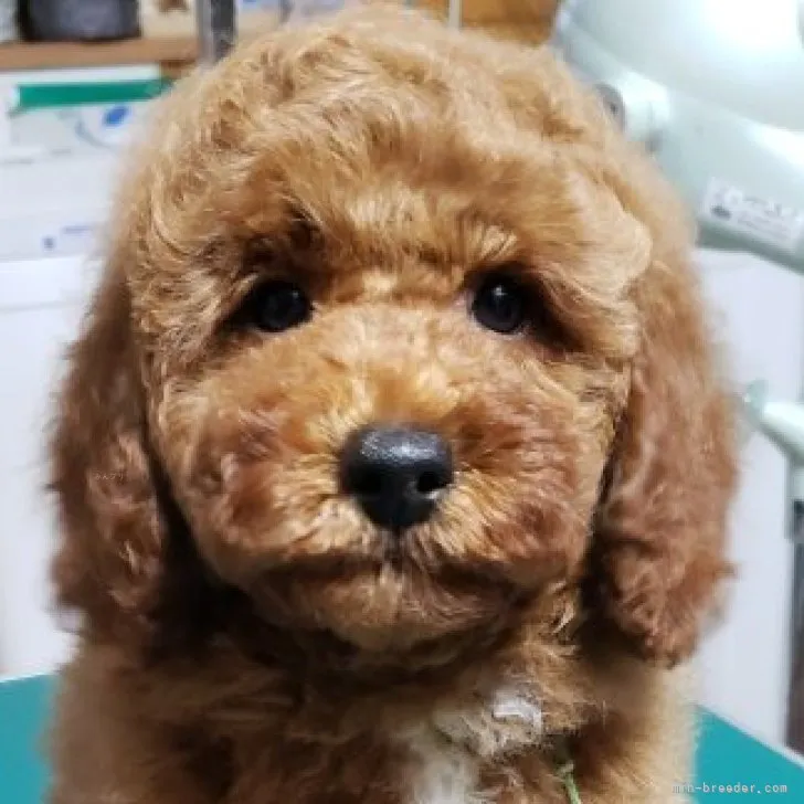 C.M 様のお迎えした子犬