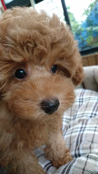 ID：1610-00891の子犬