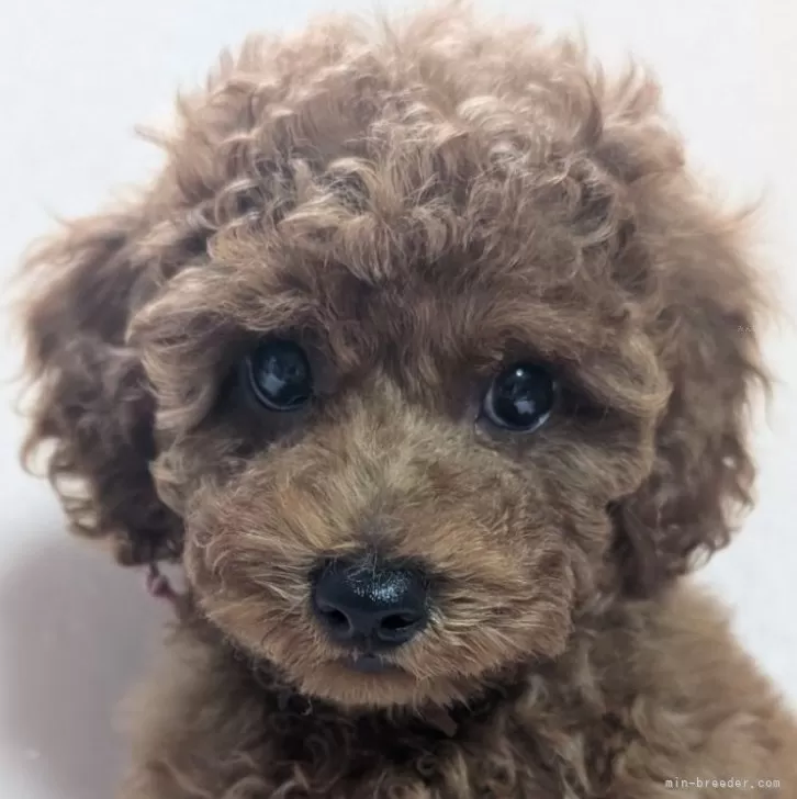 ID：2407-05217の子犬