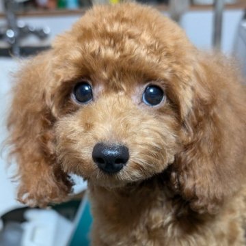 トイプードル(トイ)【埼玉県・女の子・2024年4月29日・レッド】の写真「可愛いお顔の女の子🌟」