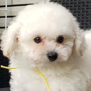 トイプードル(タイニー)【埼玉県・女の子・2023年7月19日・ホワイト】の写真「🎀とっても可愛いホワイトの女の子👧」