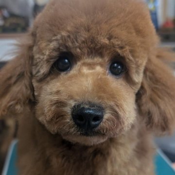 トイプードル(トイ)【埼玉県・男の子・2024年7月7日・レッド&ホワイト】の写真「胸に白い毛が可愛い☆食欲旺盛でっかい男の子☆」
