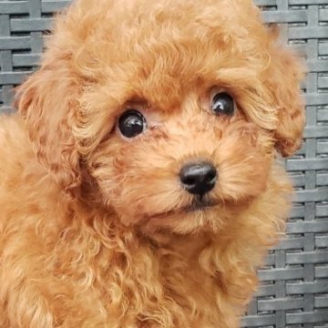 トイプードル(タイニー)【埼玉県・女の子・2023年7月20日・レッド】の写真「🌟🎀🌟お顔の可愛い女の子👧」