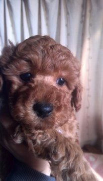 トイプードル(トイ)【埼玉県・男の子・2016年1月14日・レッド】の写真「人懐っこくて犬にも友好的な性格の男の子です」