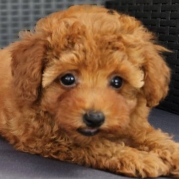トイプードル(タイニー)【埼玉県・女の子・2023年6月29日・レッド】の写真「小さめ陽気な可愛い可愛い女の子👧🎶」