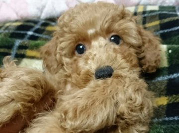 トイプードル(トイ)【埼玉県・男の子・2017年9月20日・レッド】の写真「とっても元気な甘えん坊さん👦」