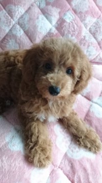 トイプードル(トイ)【埼玉県・男の子・2016年7月18日・アプリコット】の写真「身体大きめだけど慎重派???」