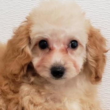 トイプードル(トイ)【埼玉県・女の子・2022年7月30日・クリーム】の写真「ホワイトクリーム色、幼顔のお転婆女の子ちゃん🎶」