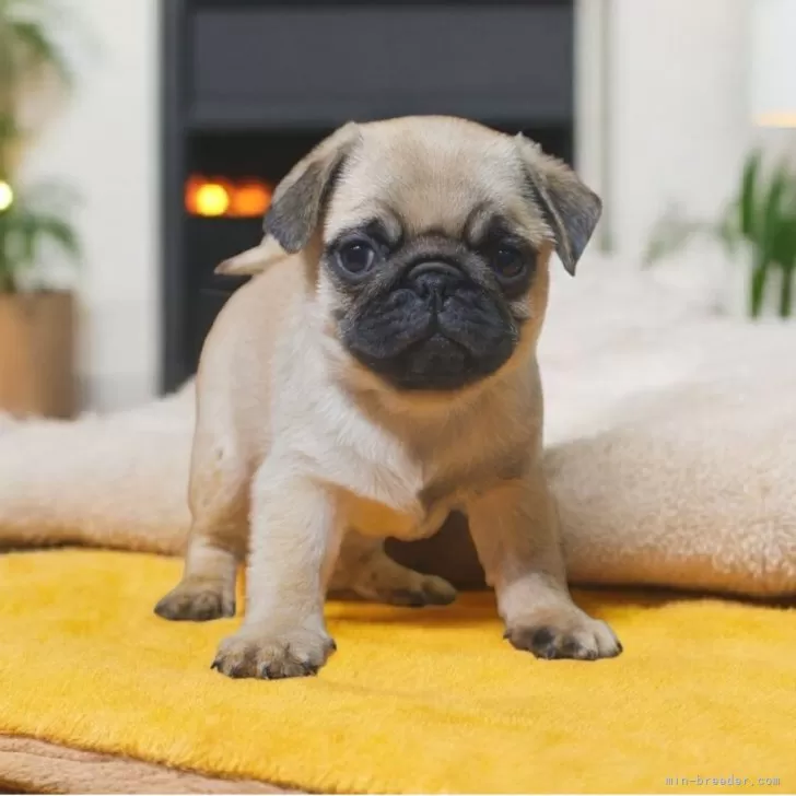 ID：2510-04486の子犬