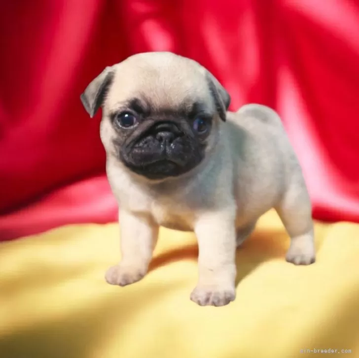 ID：2503-01655の子犬