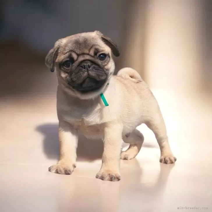 ID:2503-06145の子犬
