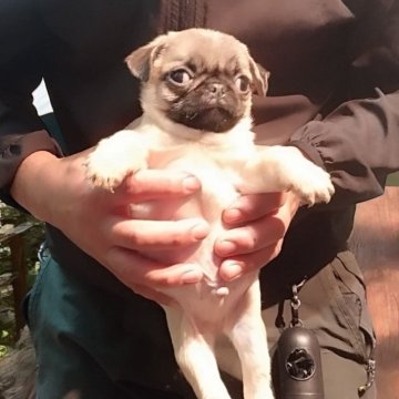 パグ【大分県・男の子・2025年1月20日・フォーン】の写真「【チャンピオンっ子！】ミニサイズいけめん！」