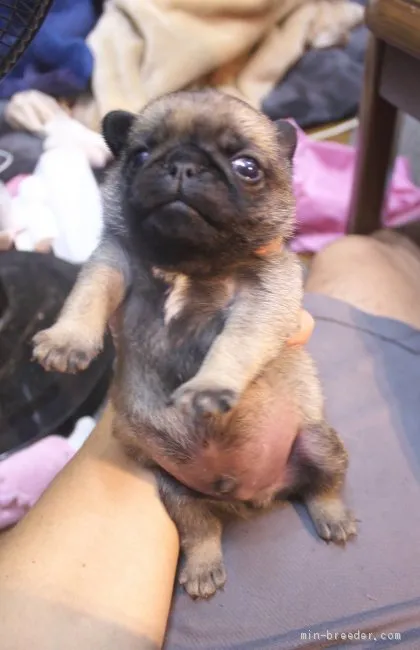 ID:1910-03021の子犬