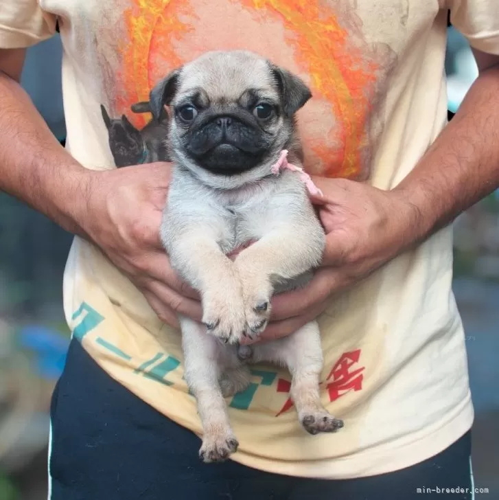 マエマキ 様のお迎えした子犬