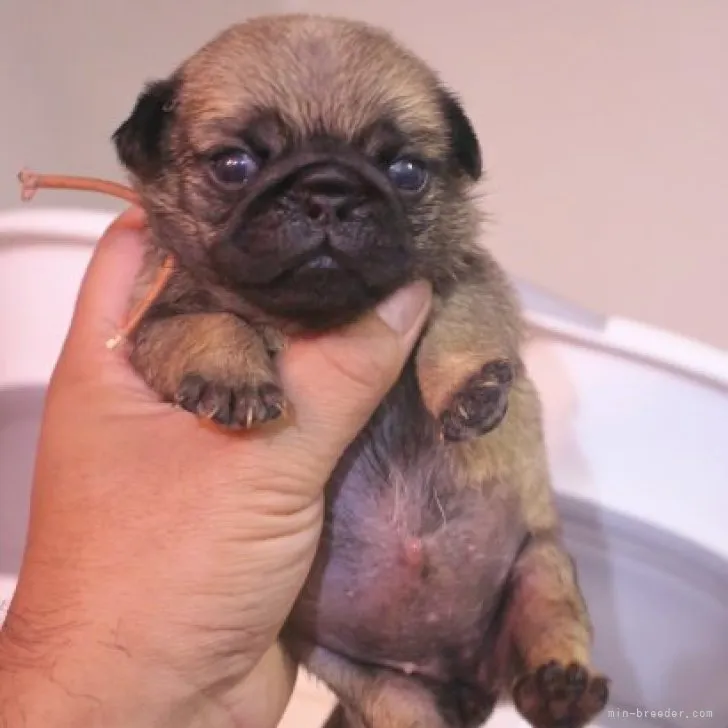 ID：2306-04427の子犬