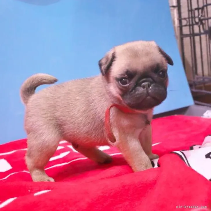 ID：2209-02054の子犬