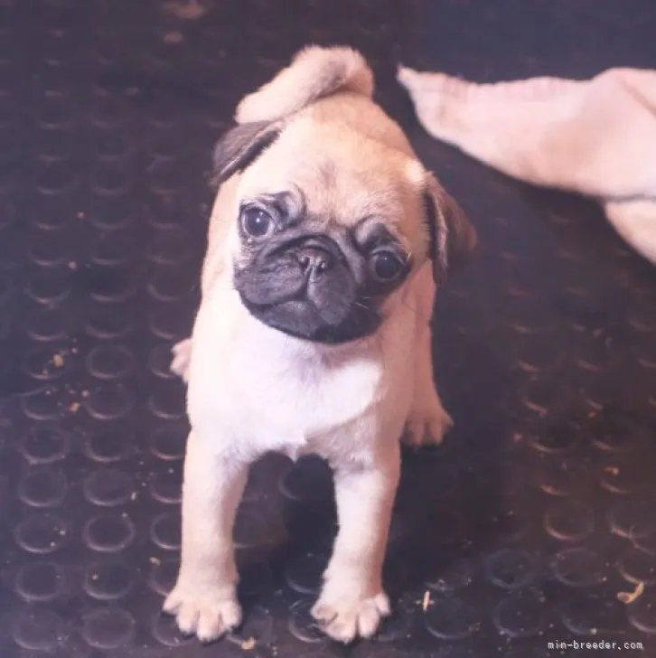 ID：2301-00702の子犬